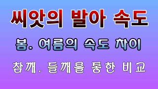 [텃밭농부. 1,104]  기온에 따른 씨앗의 발아속도 비교. 참깨,들깨로 비교.