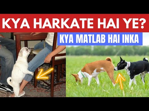 Why Dogs are Doing Like This? What They Mean  | Dogs and Pets | TUC