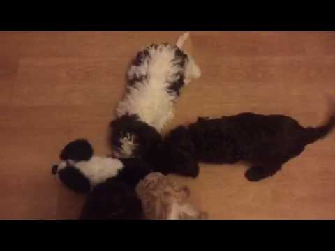 2017-02-08 Lagotto Welpen Spiel a