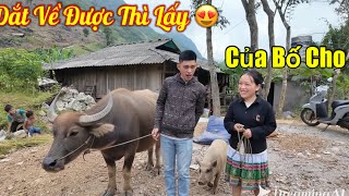 Visit the Great Project of Em Pa, Em Phong, If You Love Em My, You Must Bring a Cow Home as Dowry.