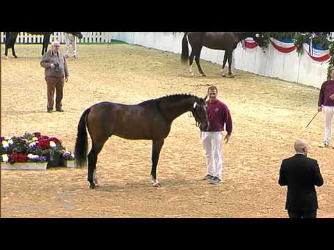 Prämienhengst "Amber" von Ampere Holsteiner Körung 2013