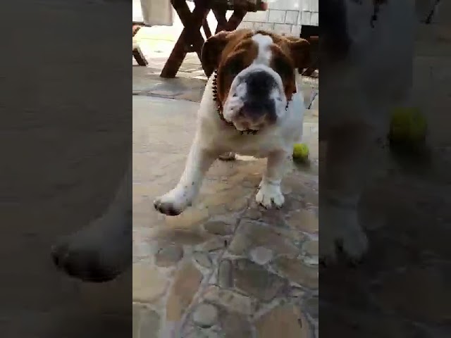 English Bulldog puppy for sale