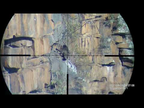 Baboon with the 223 rem- 335yds