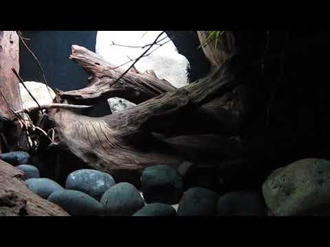 Biotop Aquarium Rio Paraguay 09/2018