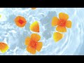 Rexx Life Raj Cleanse Official Visualizer