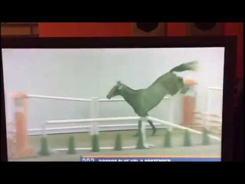 Stallion 14  by Zirocco x Contender