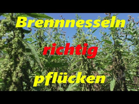 Brennnesselblätter richtig pflücken