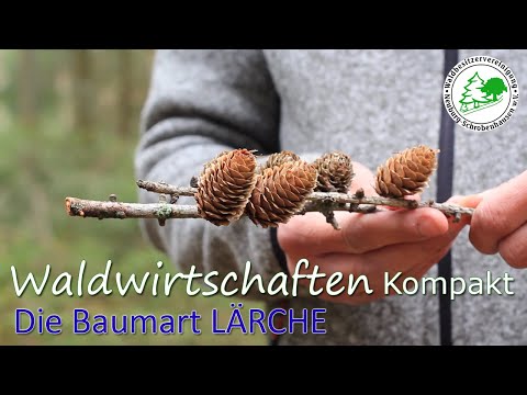 Waldwirtschaften Kompakt - Die Baumart LÄRCHE
