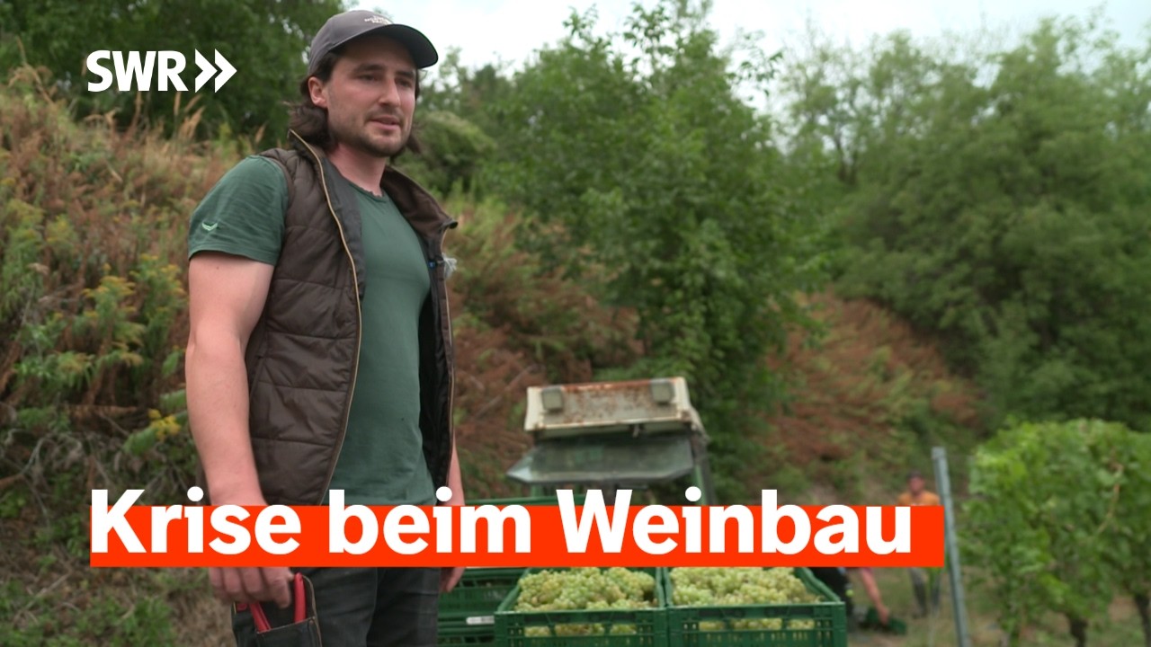Weinbau: Zwischen Kostenexplosion und Klimawandel I Zur Sache! Baden-Württemberg