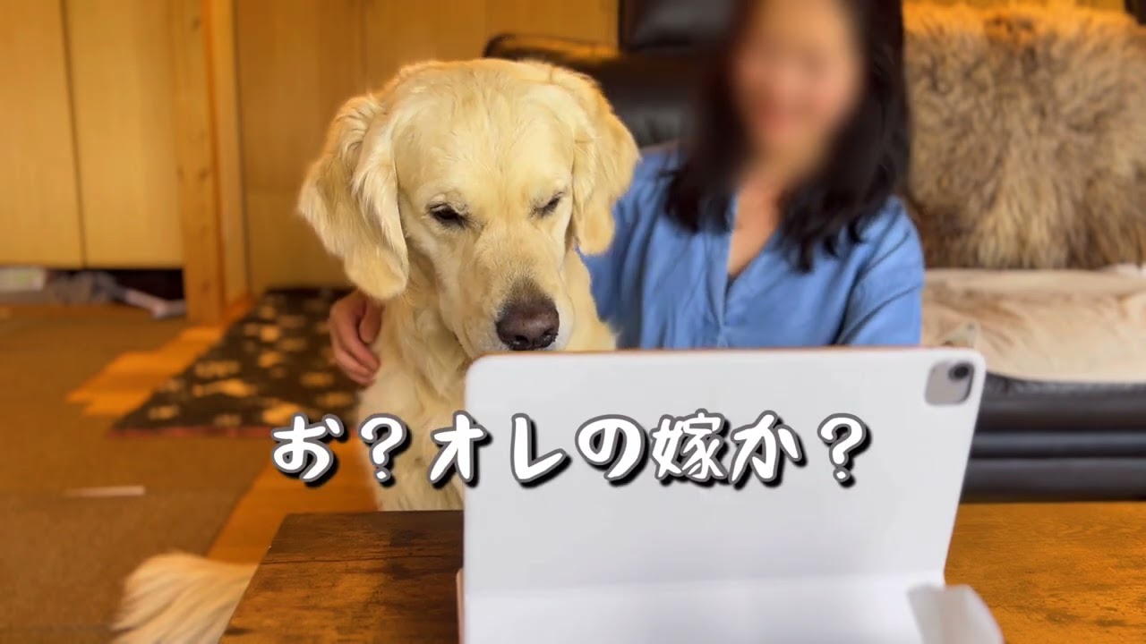 嫁と子供たち登場！🌸いつかここで私たちはコールを探す｜ゴールデンレトリバーと北海道暮らし