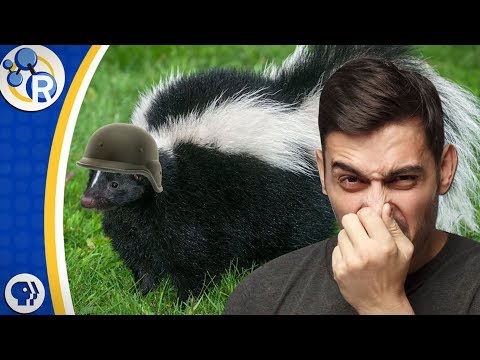 download lagu mp3 mp4 Skunk Smell, download lagu Skunk Smell gratis, unduh video klip Skunk Smell