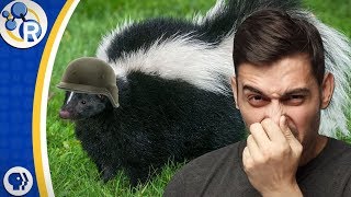 How to Get Rid of Skunk Smell