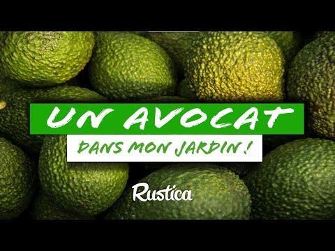 🥑An avocado in my garden! 🌱