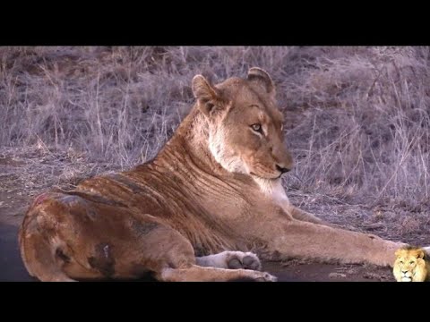 Sick Lion In Kruger Park With Mange #Lion