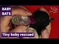 Baby Bat Found By Cat This Is Buster