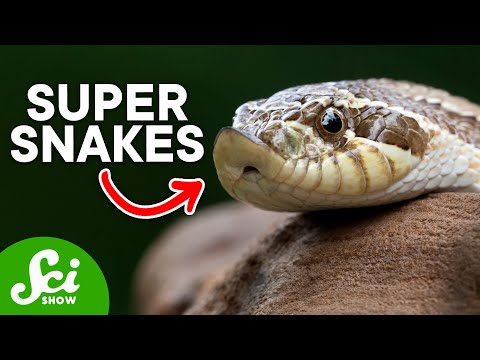 ホグノーズからクモの尻尾まで。6つの崇高なヘビ (From Hognoses to Spider Tails: 6 Sublime Snakes)