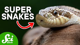 From Hognoses to Spider Tails: 6 Sublime Snakes