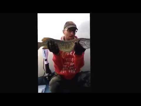 Szczupaki z Łowiska Trzy Jeziora Jezioro Busino-Sypniewko www.lowiskotrzyjeziora.pl