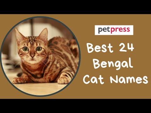 Best 24 bengal cat names - Most Popular Bengal Cat Name Ideas