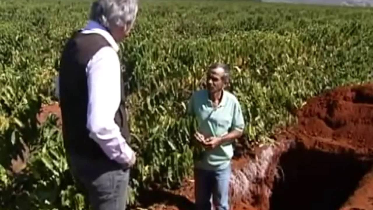 Utilização do Gesso Agrícola e seu efeito nas raízes - Globo Rural