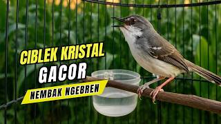 Download lagu Ciblek Kristal Gacor Ngebren Nembak Panjang-panjang | Pancingan Ampuh Ciblek Malas Bunyi dan Macet mp3 Download lagu Ciblek Kristal Gacor Ngebren Nembak Panjang-panjang | Pancingan Ampuh Ciblek Malas Bunyi dan Macet mp3