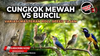 Download lagu 🔴 Live Masteran Cucak Cungkok Super Gacor Mewah vs Burung Kecil Suara Lantang Tajam mp3