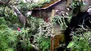 Allen Gardens/Horticultural Greenhouses Water Mill ~ By Miss Mouse Middleton