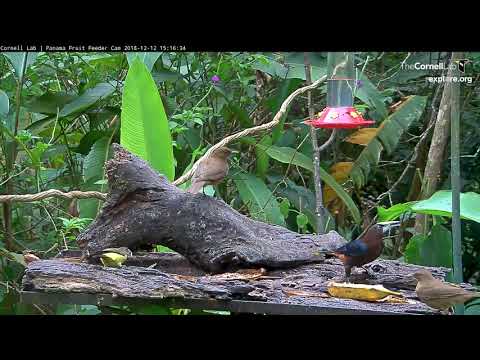 Diverse Visitors Bounce Around Panama Fruit Feeders – Dec. 12, 2018