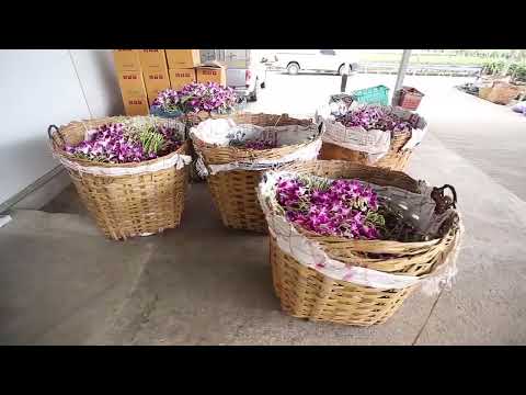Amazing Orchid Flower Cultivation with Coir   Orchid farming Technique and Harvesting in Greenhouse