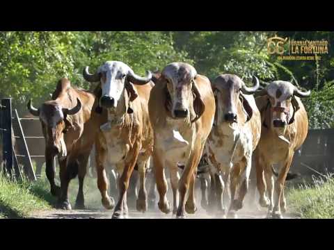 Vacas Gyr - Hacienda La Fortuna