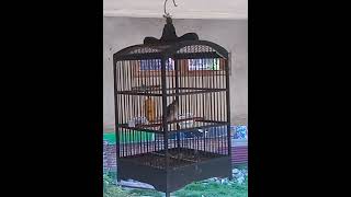 Download lagu Merbah Kaca Mata...(Ling-Ling)Gacor Dooor. mp3