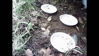 ダルマガエル観察ライブ2025/05/15 06:36～08:36