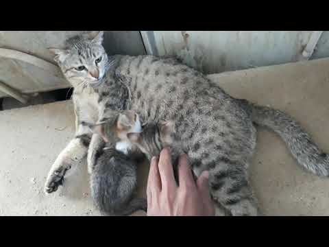 বিড়ালের সুন্দর অসাধারণ দৃশ্য।Cats biraler Sundar asadharan Trisha dekhe mukta