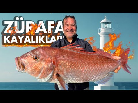 Peces brotaron de rocas Jirafa 🌋