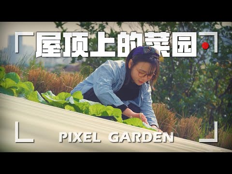 頂樓菜園設計