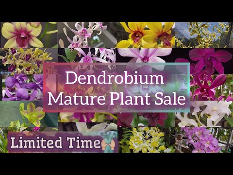 Dendrobium Mature Plant Sale-2025 #Limited Time🙌🏼