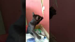Blacky Kitten | Kodi Parakkudha Tamil | Dhanush, Trisha | Santhosh Narayanan