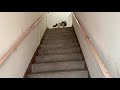 Donut Cat Stairs Training