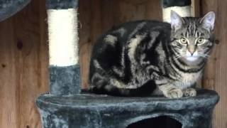 Katze Mimi – Katzenspiel am vierten Advent