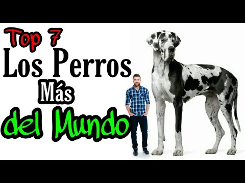 Los Perros más Grandes del Mundo Top 7 | AniEx