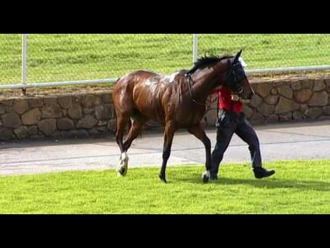 Belmont Park, 25/05/2016 - Race 1 - ELEGANT BLAST - Justin Warwick/Lucy Warwick