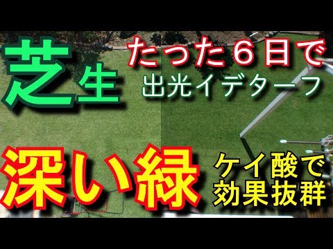 秋に芝生を再構築して、緑豊かな外観にするにはどうすればよいでしょうか?完全ガイド  庭園