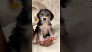 Yorkillon Puppies Videos
