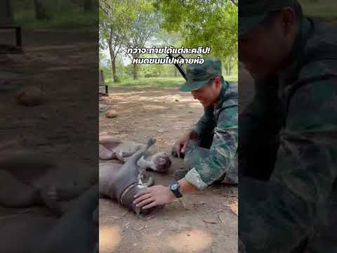 พ่อต้องมีค่าจ้างนะ! #americanbully #funny #pets #cute