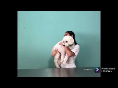 Técnicas de contención y pesaje en perros 🐶✨