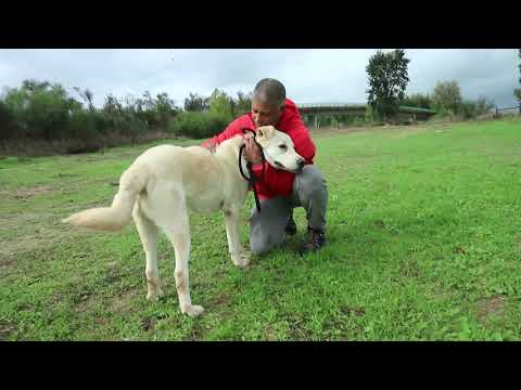 Vídeo de MODJO