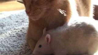 Rat loves cat!