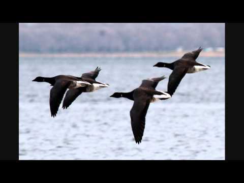 To Be By Your Side (nick cave)