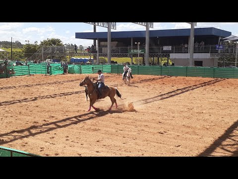 Taciba SP🇧🇷 Laço em Dupla 🐴
