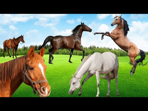 , title : 'Som do Cavalo Relinchando e Galopando [ Animal World Videos ]'